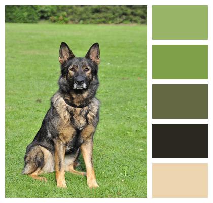 Shepherd German Shepherd Working Dog Image